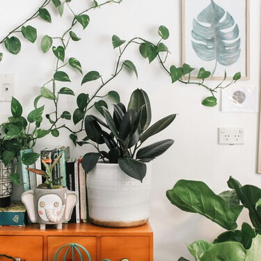 Cuatro plantas muy fáciles de mantener y perfectas para decorar pisos pequeños en primavera 