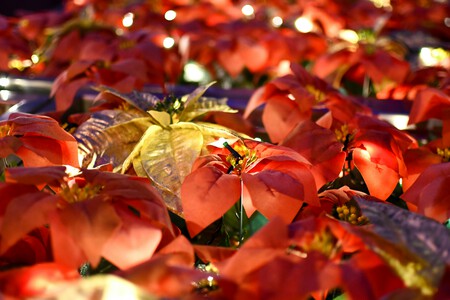 flor de pascua