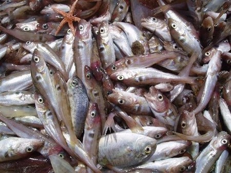 Se produce una caída promedio del 4 por ciento en las capturas pesqueras debido al calentamiento global