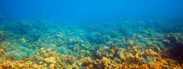 Perfuramos o fundo do mar a uma profundidade de 2.500 metros; e encontramos coisas que não imaginávamos serem possíveis 