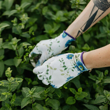 Esta hierba aromática es maravillosa, pero también el peor enemigo de tu huerto si la plantas con las demás 