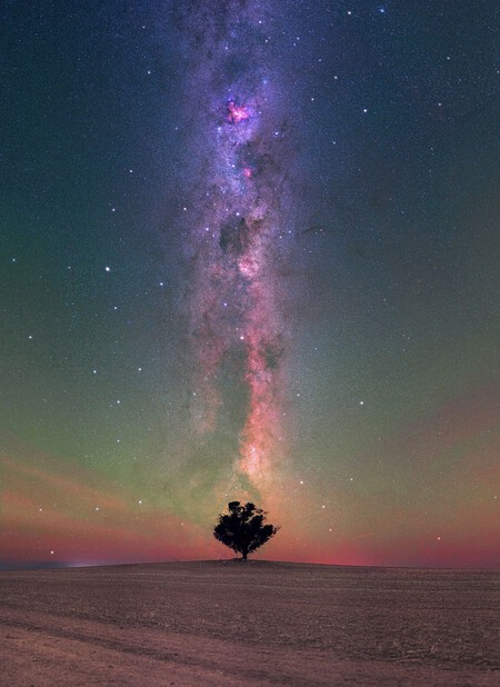 Foto de la Vía Láctea y varias constelaciones sobre un árbol