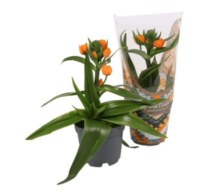 Screenshot 2026 02 03 At 17 19 21 Ornithogalum Aldi