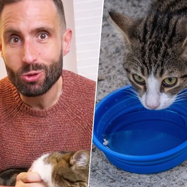 Carlos Gutiérrez, veterinario: “Hay que cambiar el agua de los gatos por completo al menos un par de veces al día”