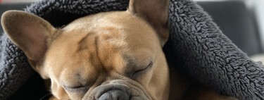 Las 'red flags' que indican que una persona no está preparada para adoptar a un perro 