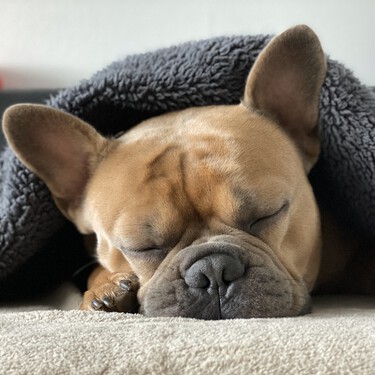 Las 'red flags' que indican que una persona no está preparada para adoptar a un perro 