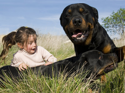Las impactantes imágenes de una madre defendiendo a su hijo del ataque de unos perros