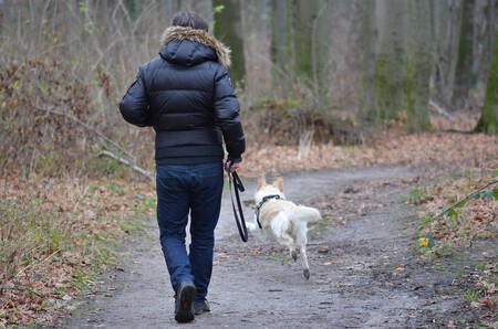 Mejores Herramientas de paseo para perros