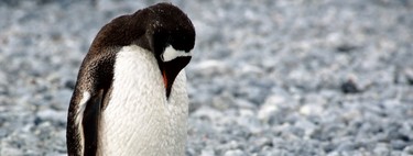 Munich migrará sus sistemas a Windows 10, trágico fin para toda una era de Linux y Open Source 