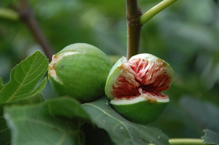 Frutas de temporada: higos, consejos para poder conservarlos frescos por más tiempo y sus beneficios a la salud