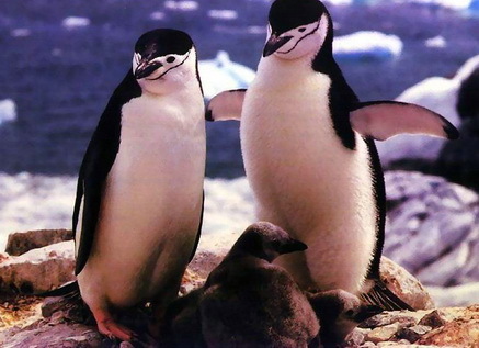 Los animales homosexuales adoptan