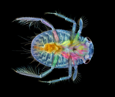 17 Immature Water Boatman