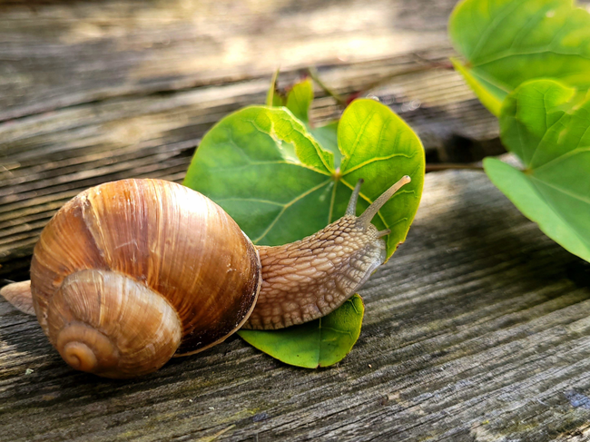 Caracoles
