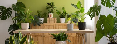 Lidl acaba de recibir la planta casi inmortal que purifica el aire y da flores todo el año por menos de 4 euros