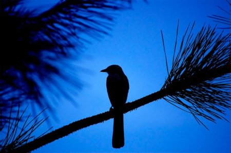 Twitter se lo pone difícil a los clientes no oficiales introduciendo nuevas limitaciones en su API