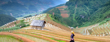 O arroz atingiu produção recorde em quase a mesma área cultivada; isso se tornou um problema para os agricultores 