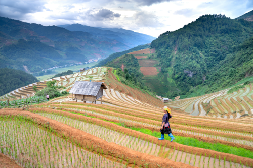 Supersafra de arroz derrubou o preço pago aos agricultores da Tailândia | Imagem: Pexels