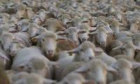 Sigue a las ovejas en la Ruta de la Trashumancia hacia las Tierras Altas de Soria