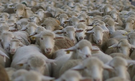 Sigue a las ovejas en la Ruta de la Trashumancia hacia las Tierras Altas de Soria