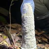 Nova função para camisinhas? Cientistas usam preservativo em pesquisa com cigarras 