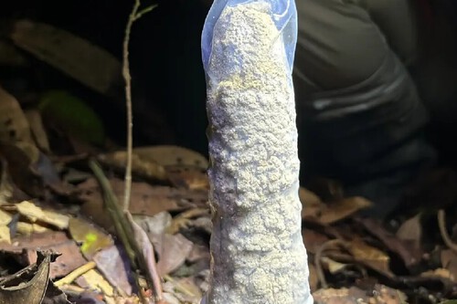 Torre de cigarra coberta por uma camisinha. Créditos: (Instituto Serrapilheira/Divulgação)