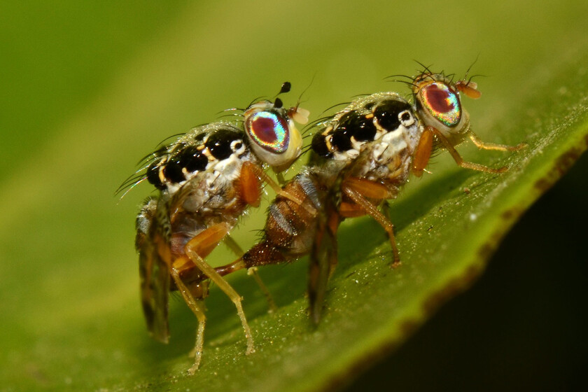 Release Two Million Flies Bullfrag
