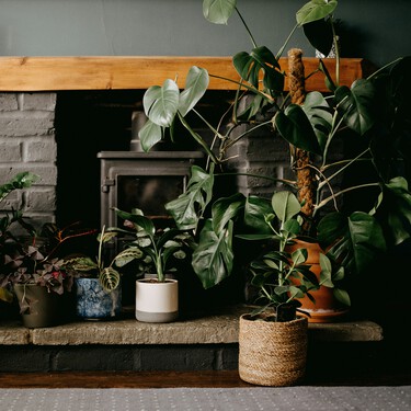 Pocos lo saben, pero esta es la planta de interior ideal para perfumar tu casa en invierno: cuidados y beneficios