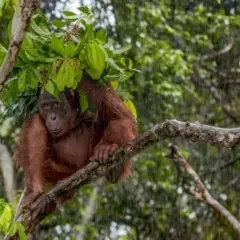 Foto 9 de 9 de la galería categoria-mamiferos en Xataka Foto