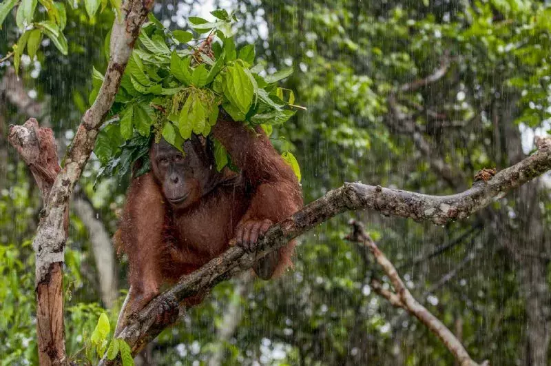 Foto de Categoría: Mamíferos (9/9)