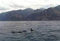 Masca, los acantilados de Los Gigantes y avistamiento de cetáceos en Tenerife