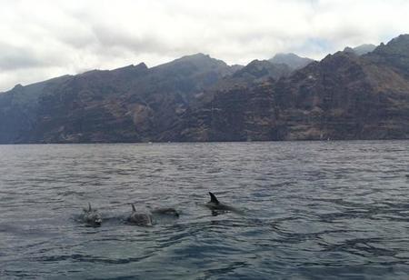 Masca, los acantilados de Los Gigantes y avistamiento de cetáceos en Tenerife