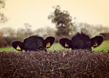 Heather Ross Covert Cows 00001348