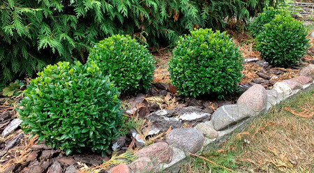 Planta De Buxus Sempervirens