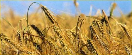 Alimentación complementaria: los cereales