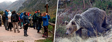 Por décadas, ursos foram mortos na Espanha; agora são atração turística nas Astúrias