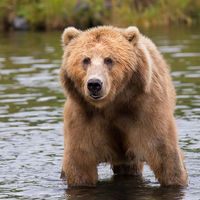 Qué hacer si te topas con un oso en pleno bosque: manual de instrucciones para salir con vida