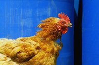 ¿El huevo o la gallina?