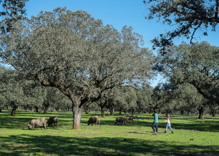 Ruta Del Iberico Extremadura Alojamientos