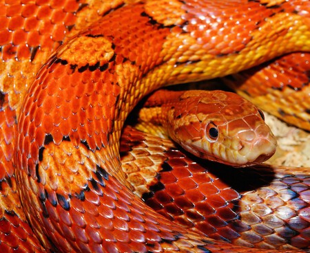 Serpiente