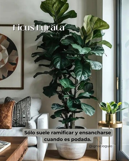 Plantas De Interior Para Esquinas Cuando Ponemos Plantas En Una Esquina Conseguimos Suavizar L