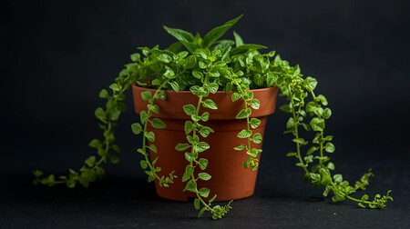 Plectranthus Verticillatus En Maceta 1200x900 72 Px
