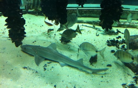 acuario museo do mar