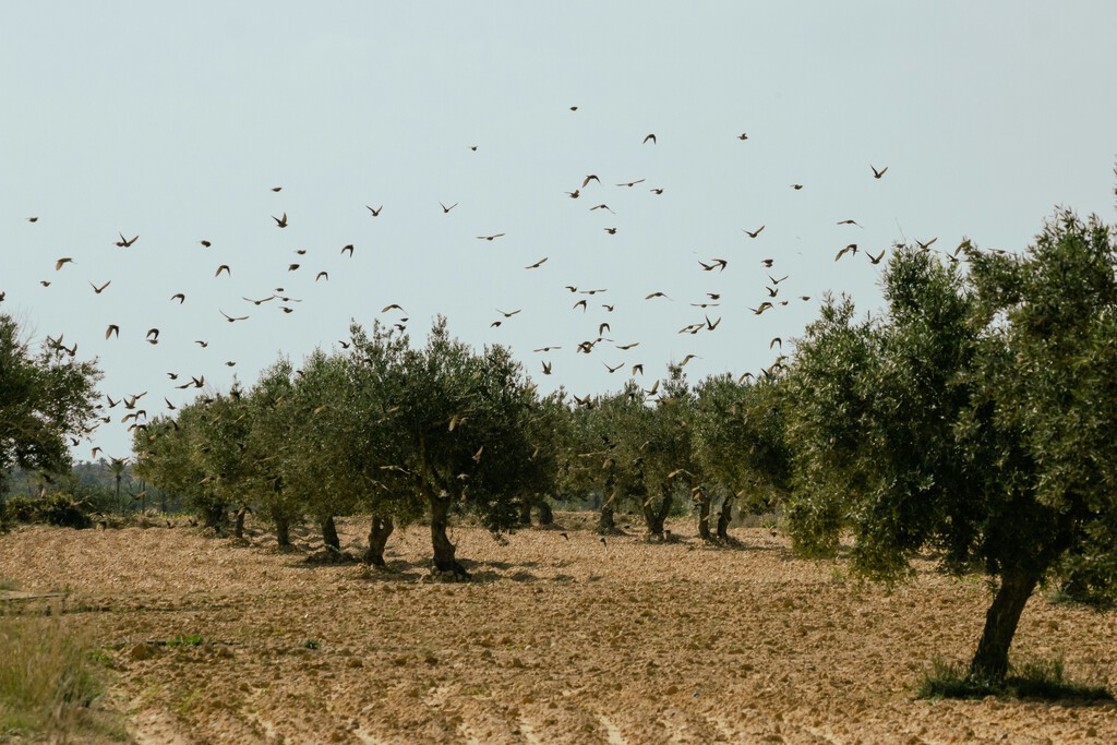 Los olivareros españoles se han topado con algo en plena negociación de precios: un boom de aceite de Túnez libre de aranceles