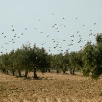 Los olivareros españoles se han topado con algo en plena negociación de precios: un boom de aceite de Túnez libre de aranceles