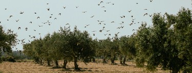 Los olivareros españoles se han topado con algo en plena negociación de precios: un boom de aceite de Túnez libre de aranceles