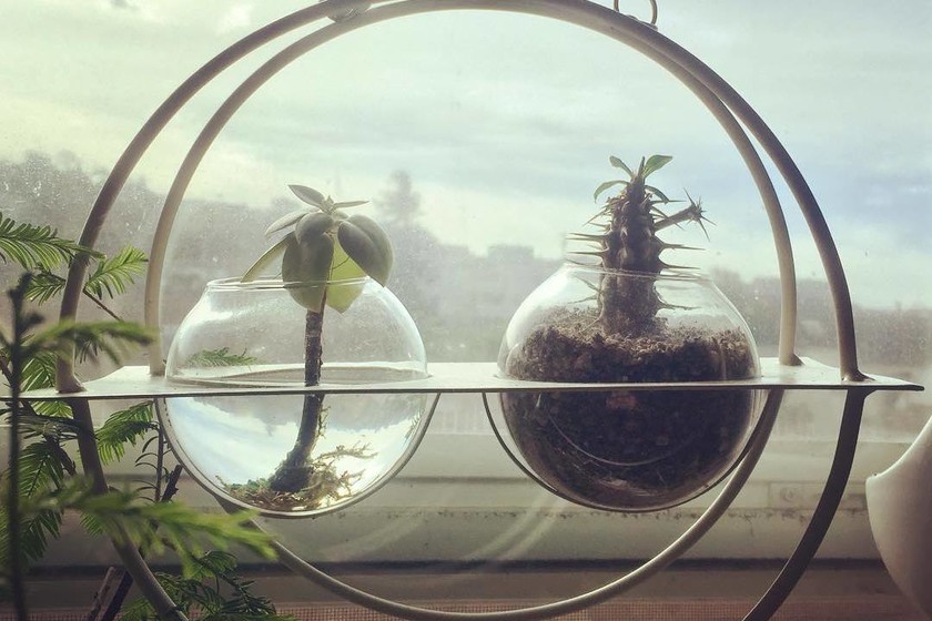 Las mejores manualidades para hacer con niños: jardines acuáticos de interior que decorarán nuestros hogares