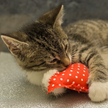 Botiquín para gatos: qué medicamentos necesita y cuáles están prohibidos 