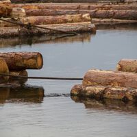 Cuidado com a cabeça: helicópteros estão arremessando toras de madeira em rios nos Estados Unidos e você não vai acreditar por quê 