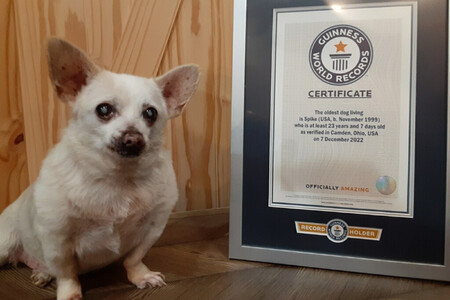Spike, el perro más viejo del mundo