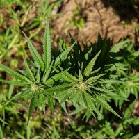 Achávamos que sabíamos tudo sobre a cannabis, mas estávamos errados: a descoberta sobre a origem secreta do THC que muda a medicina 